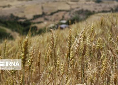 خبرنگاران توزیع روزانه 500 تن بذر گندم در گلستان و چند خبر کوتاه