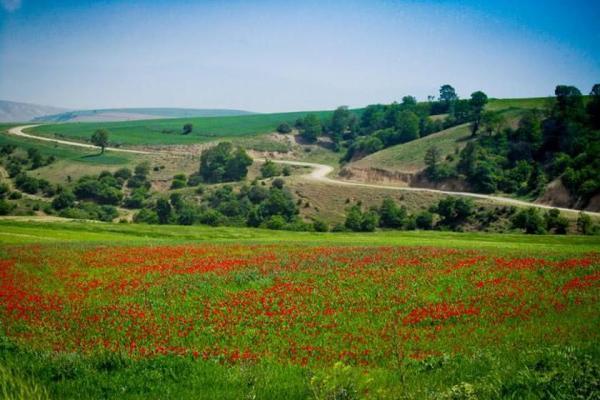 جشنواره سفر به دشت شقایق های کالپوش در شهرستان میامی برگزار می گردد