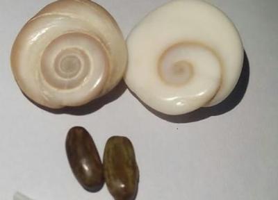 مهره مار چیست و چه خواصی دارد؟